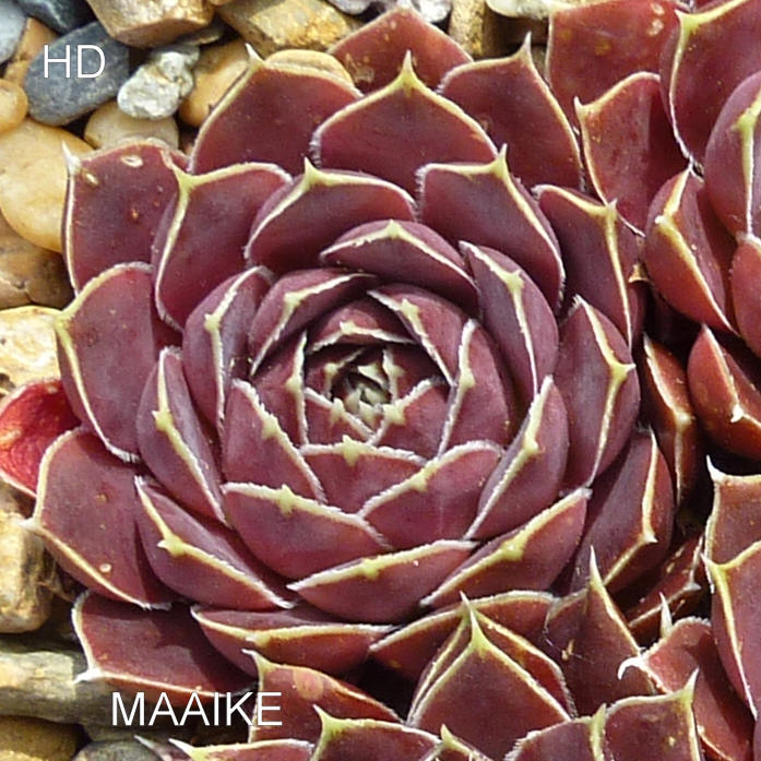 Maaike / Jovi