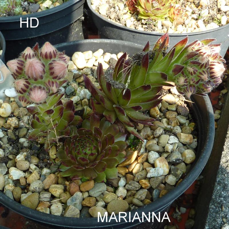 Marianna