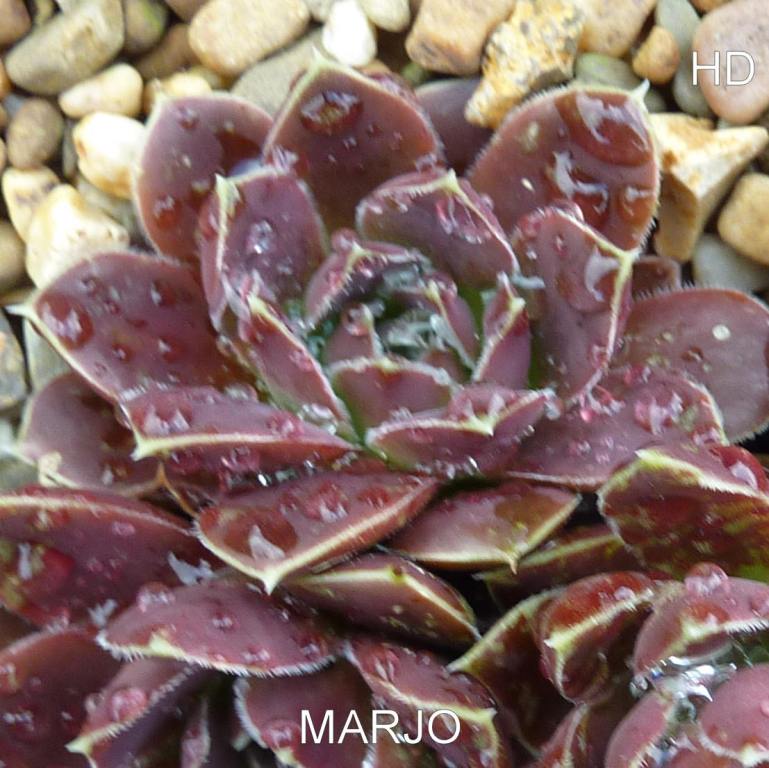 Marjo / Jovi