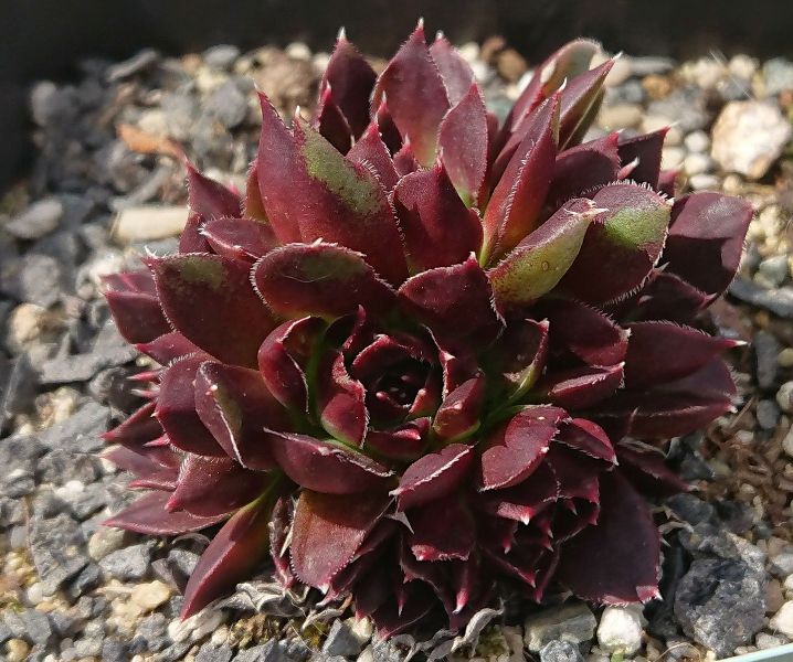 Flora / Jovi