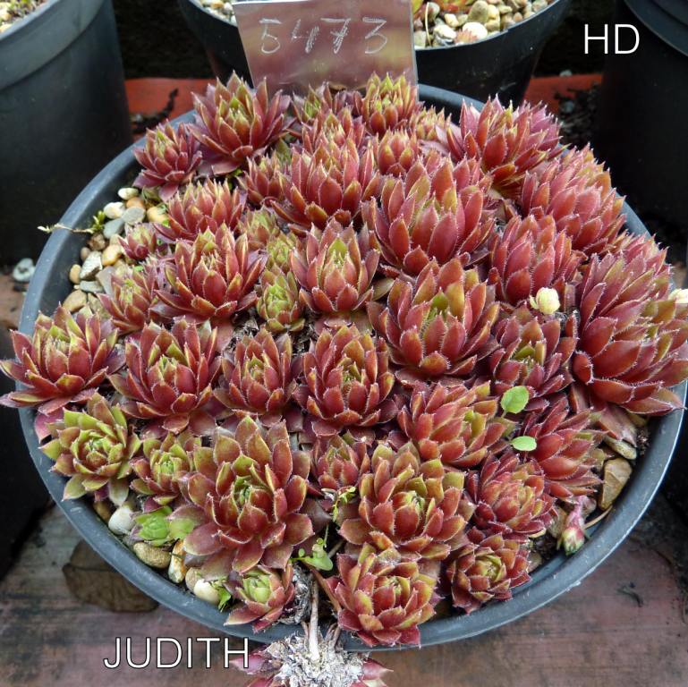 Judith