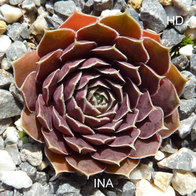 Ina / Jovi
