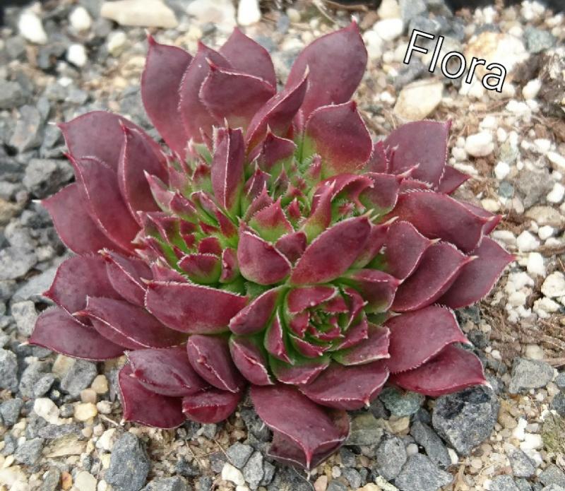 Flora / Jovi