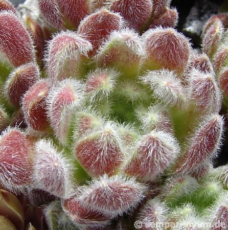Fluffy Fluke