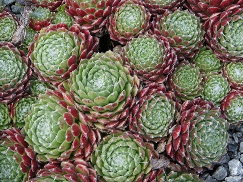 Fire Ring