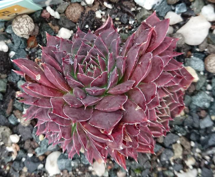 Flora / Jovi