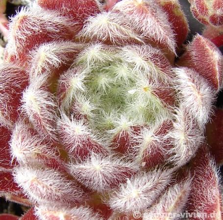 Fluffy Fluke