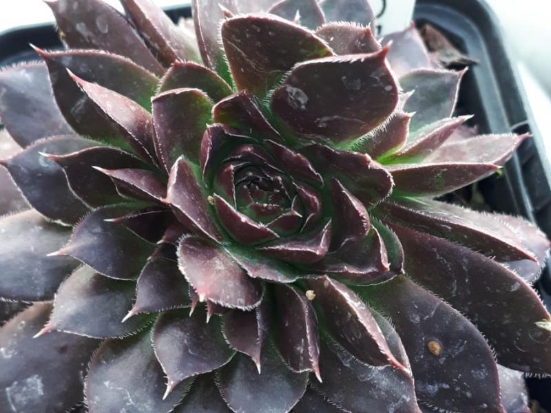 Flora / Jovi