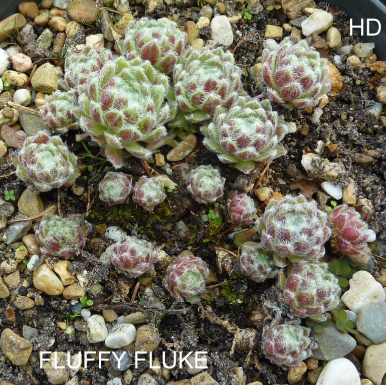 Fluffy Fluke