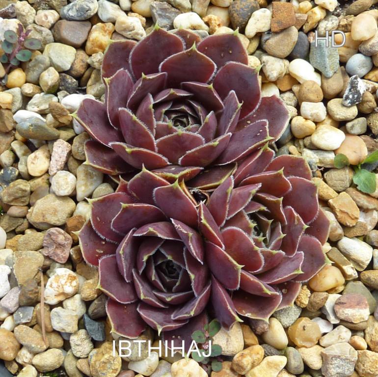 Ibthihaj / Jovi