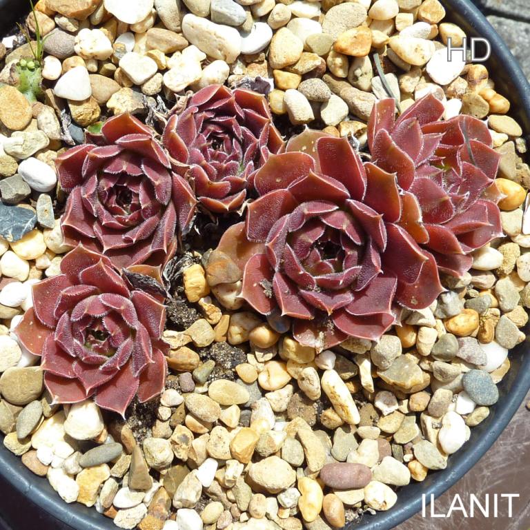 Ilanit / Jovi