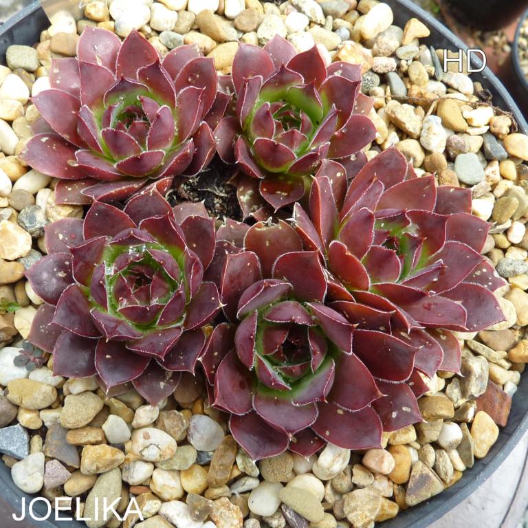 Joelika / Jovi