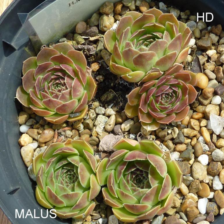 Malus / Jovi