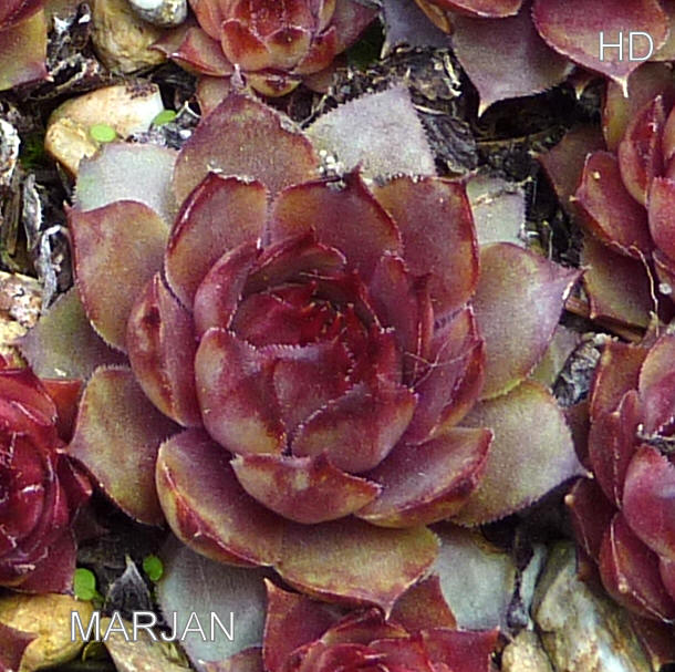 Marjan