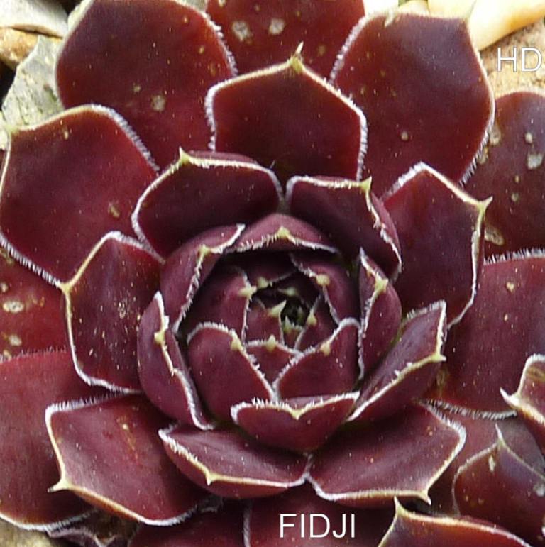 Fidji / Jovi