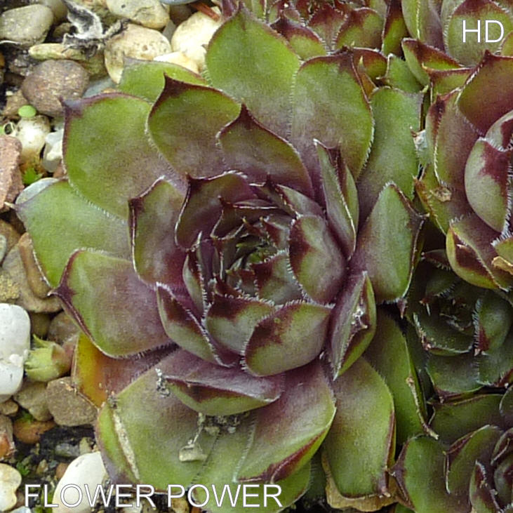 Flower Power