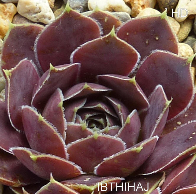 Ibthihaj / Jovi