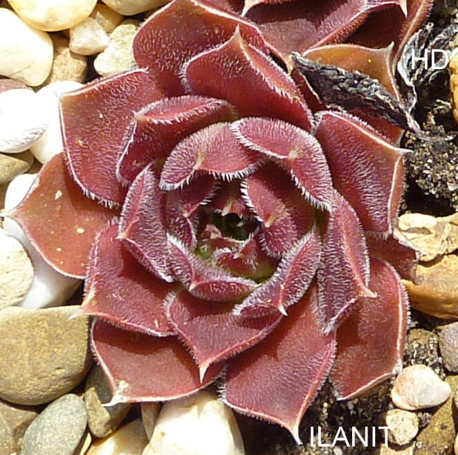 Ilanit / Jovi