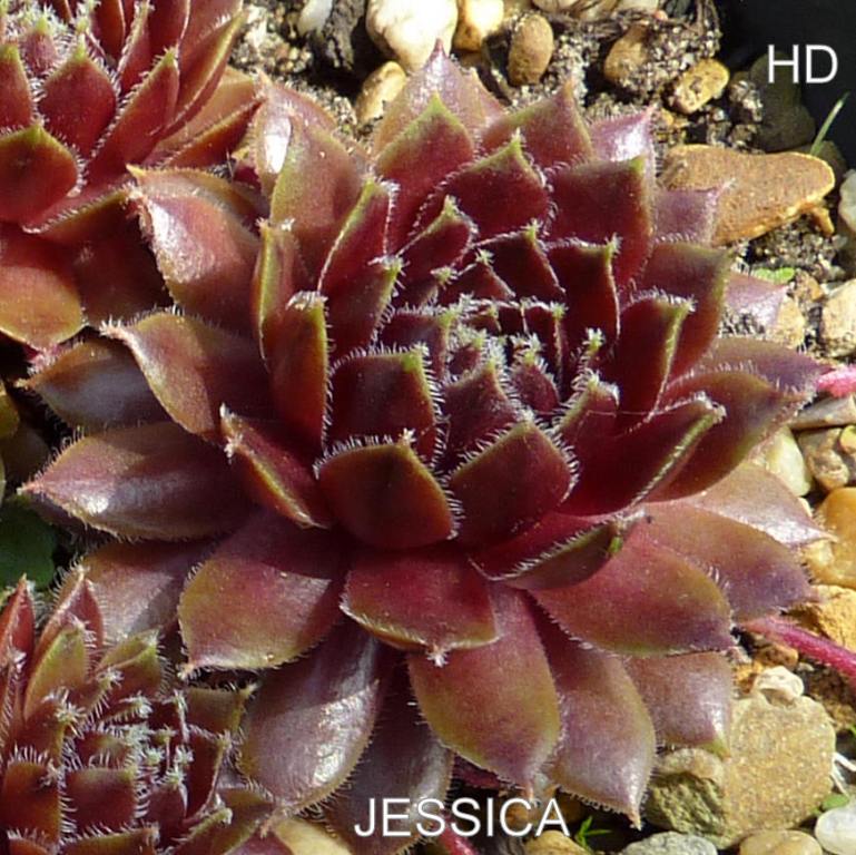 Jessica