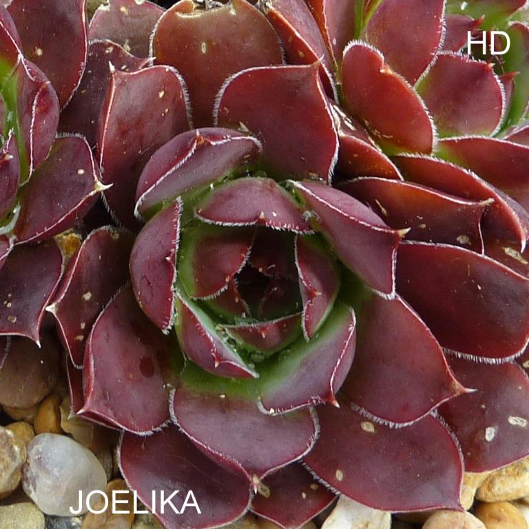 Joelika / Jovi
