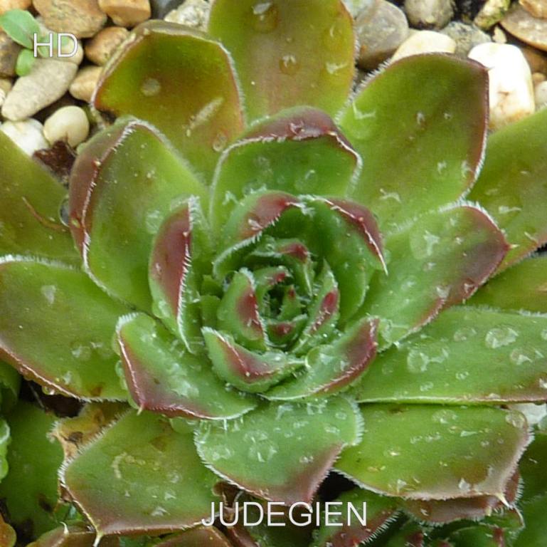 Judegien / Jovi