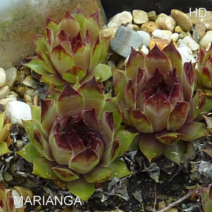Marianga