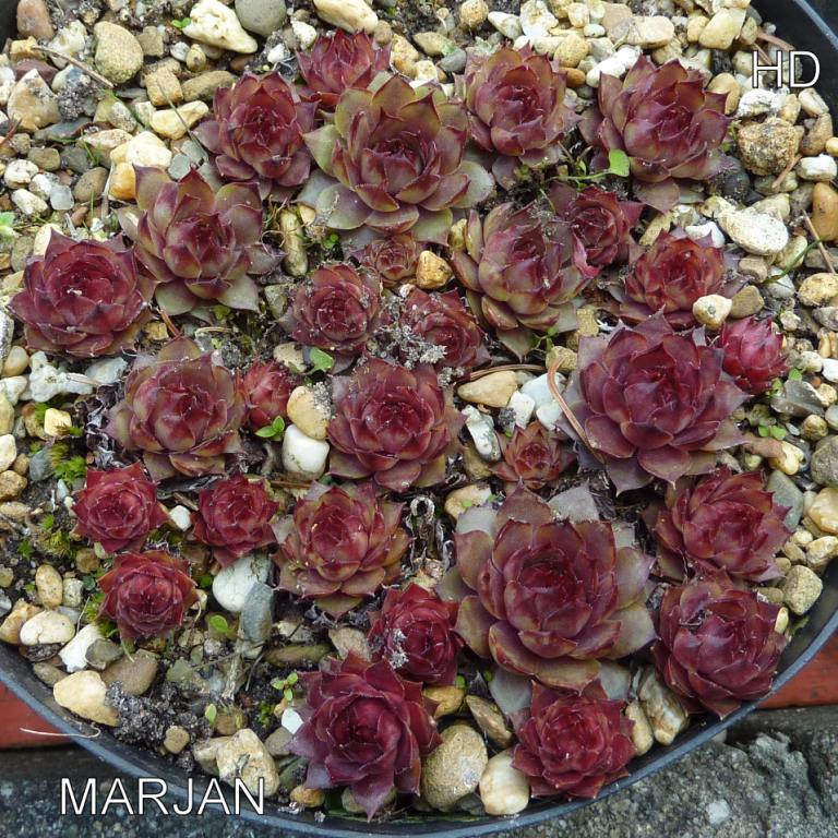 Marjan