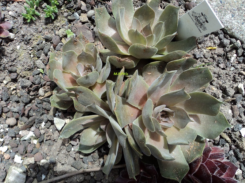 M. T. Pitis