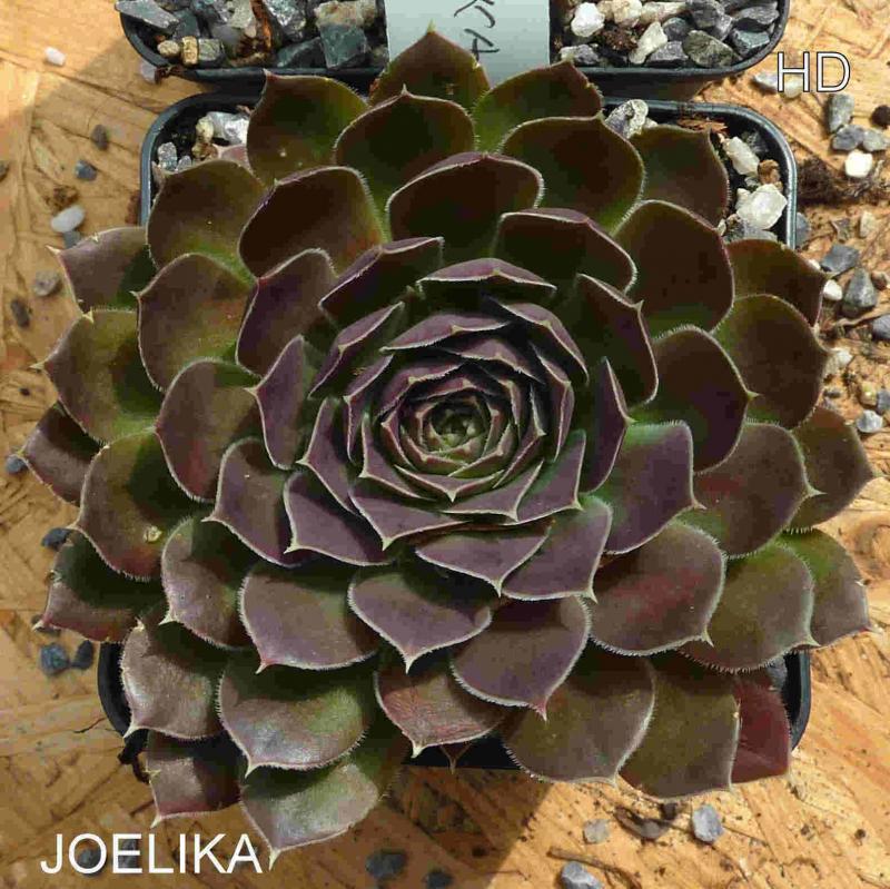 Joelika / Jovi