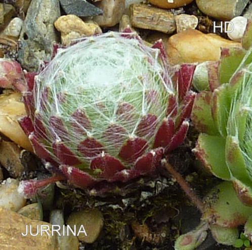 Jurrina