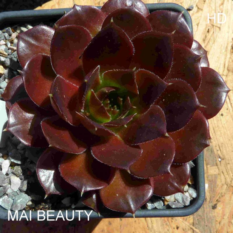 Mai Beauty / Jovi
