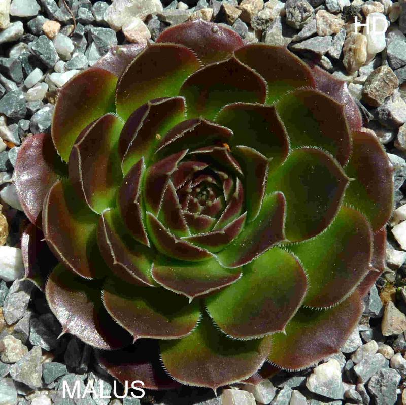 Malus / Jovi