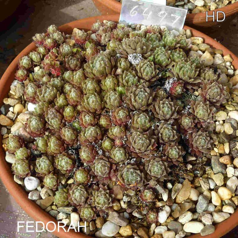 Fedorah