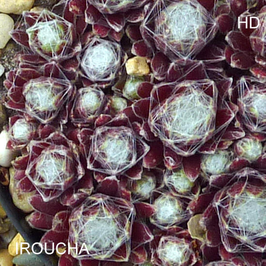 Iroucha
