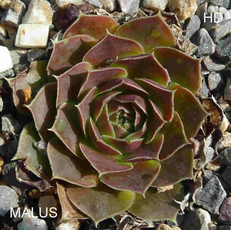 Malus / Jovi