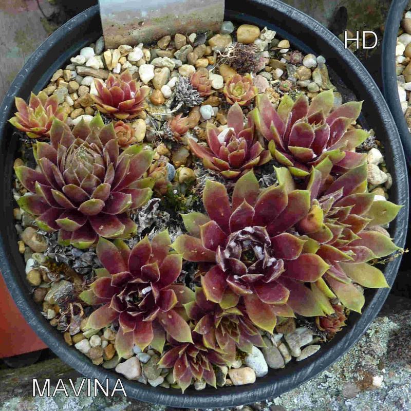 Mavina
