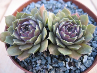 M. T. Pitis
