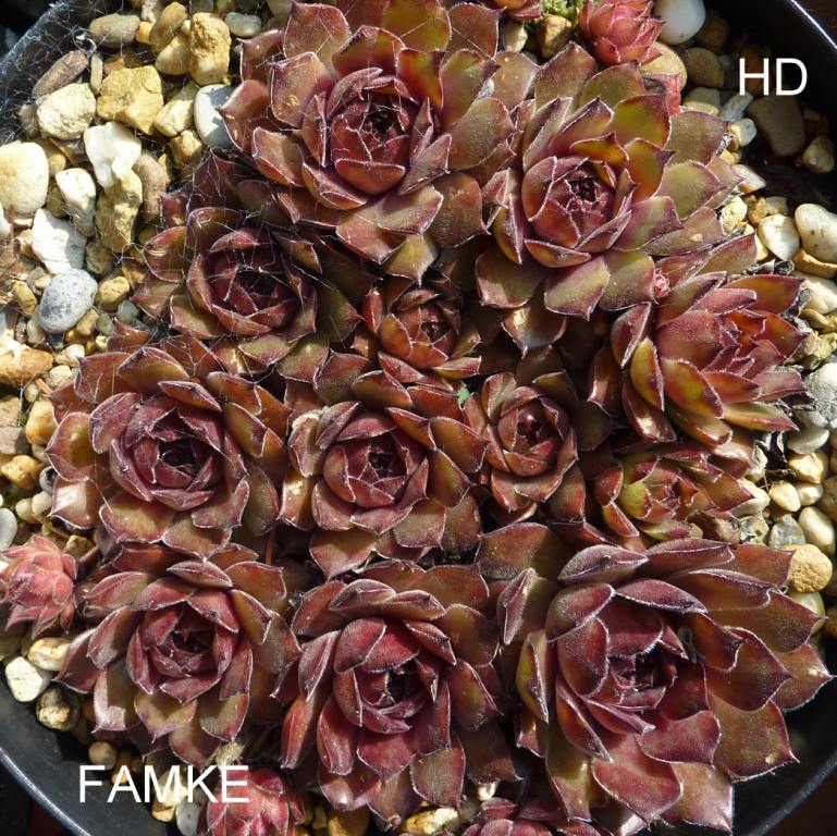 Famke
