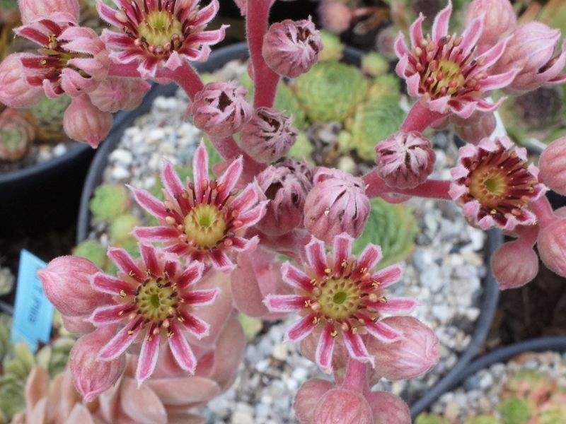 M. T. Pitis