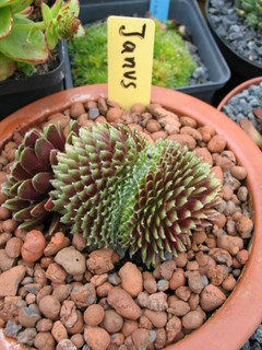 Janus