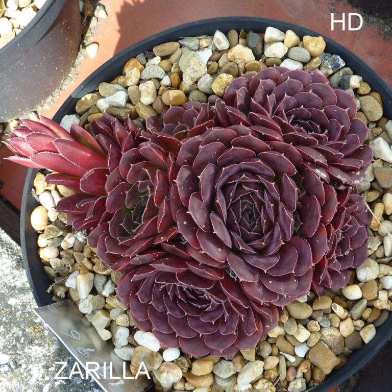 Zarilla / Jovi