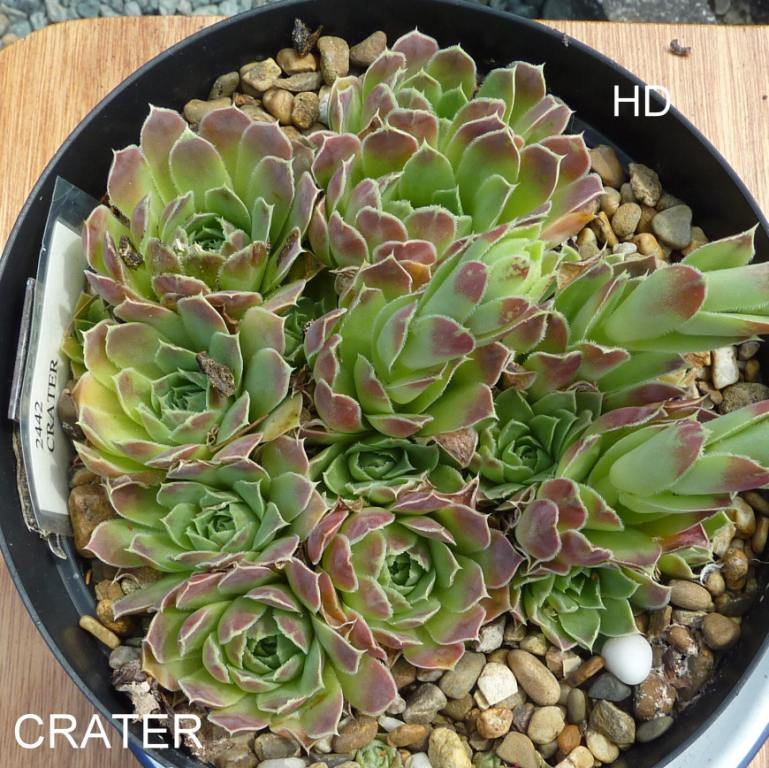 Crater / Jovi