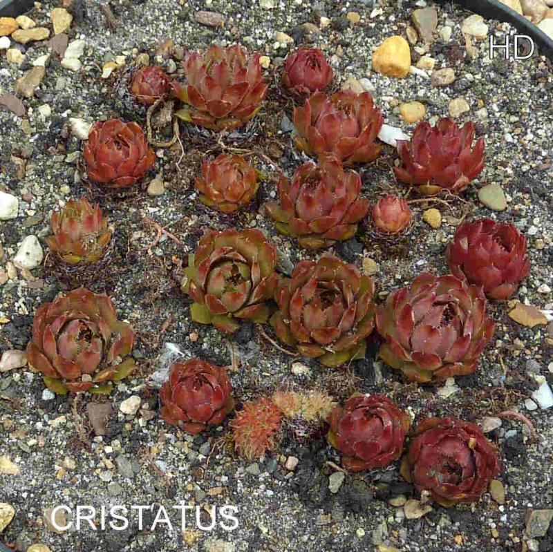 Cristatus