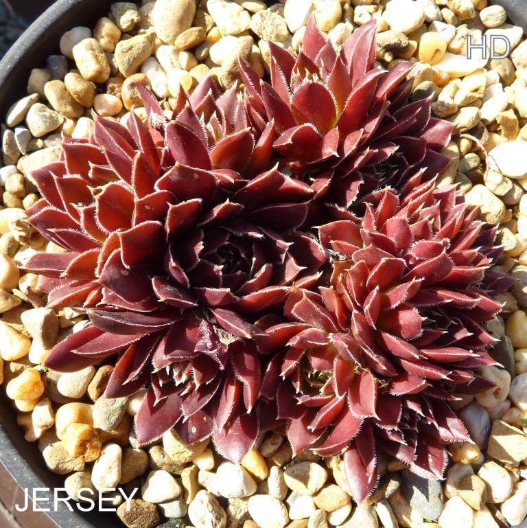 Jersey / Jovi
