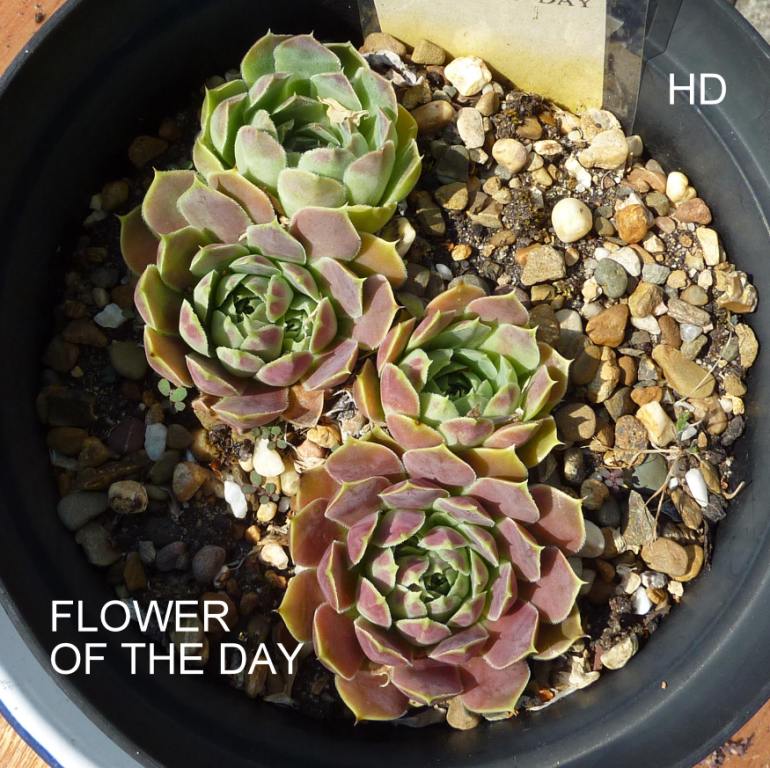 Flower of the Day / Jovi