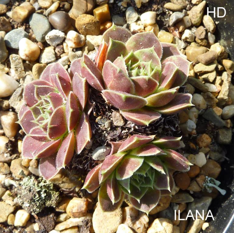 Ilana / Jovi