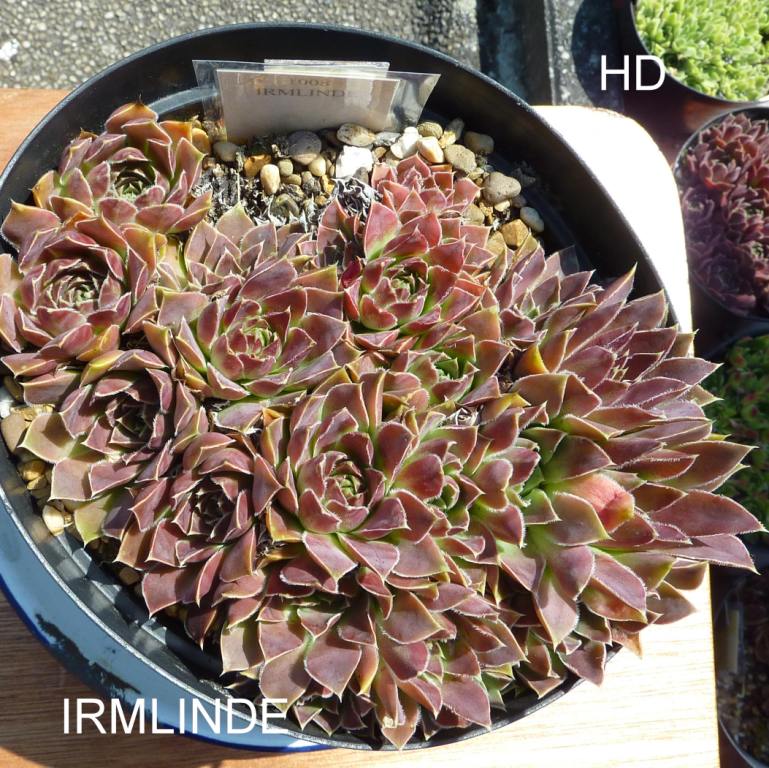 Irmlinde / Jovi