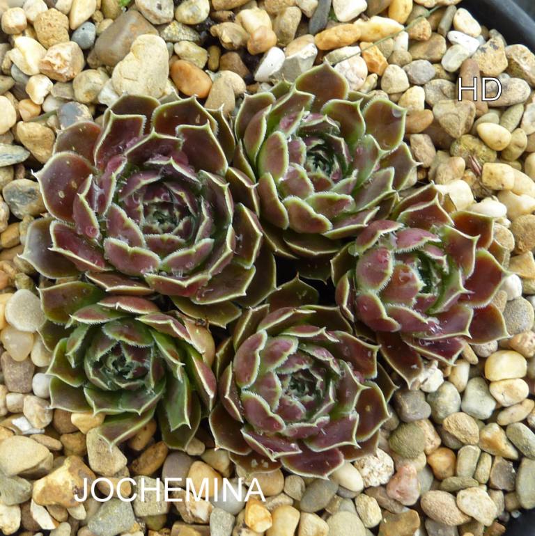 Jochemina / Jovi
