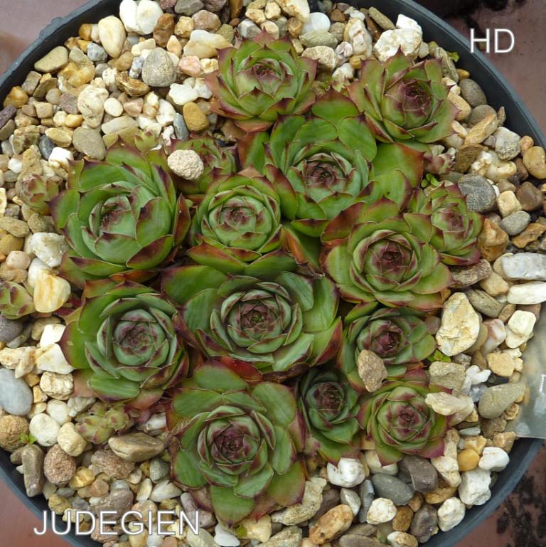 Judegien