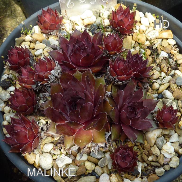 Malinke